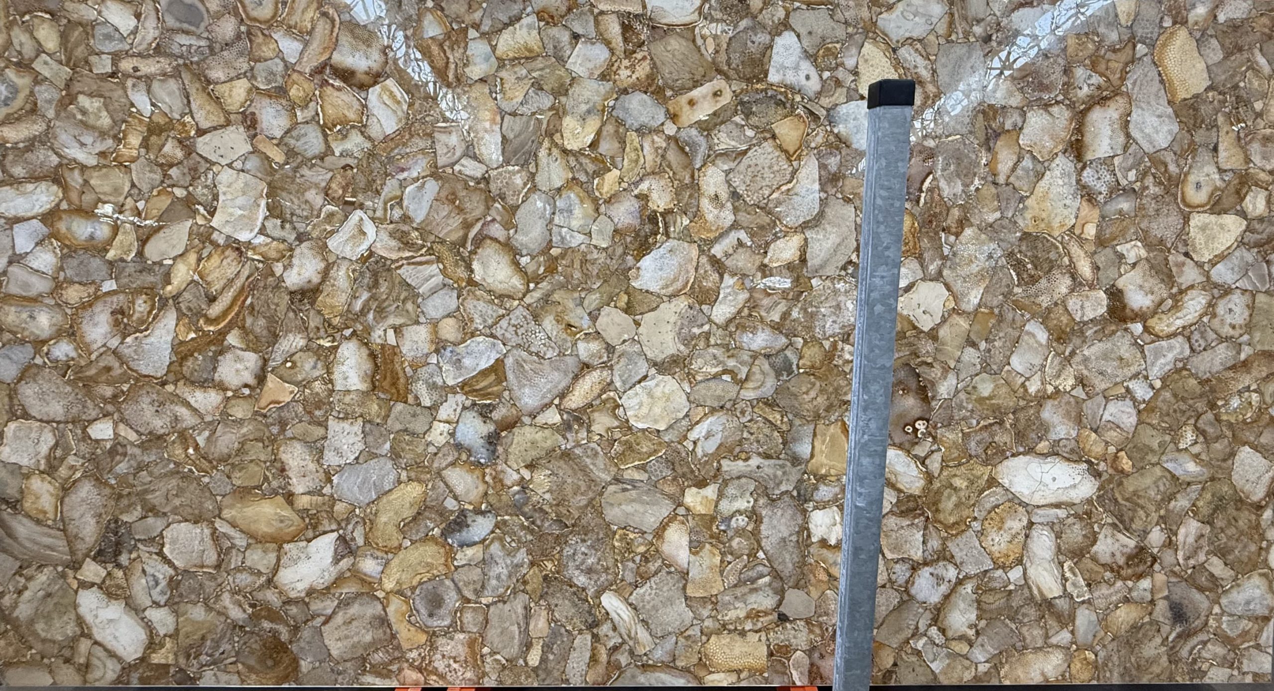 Fossil Coral_00002