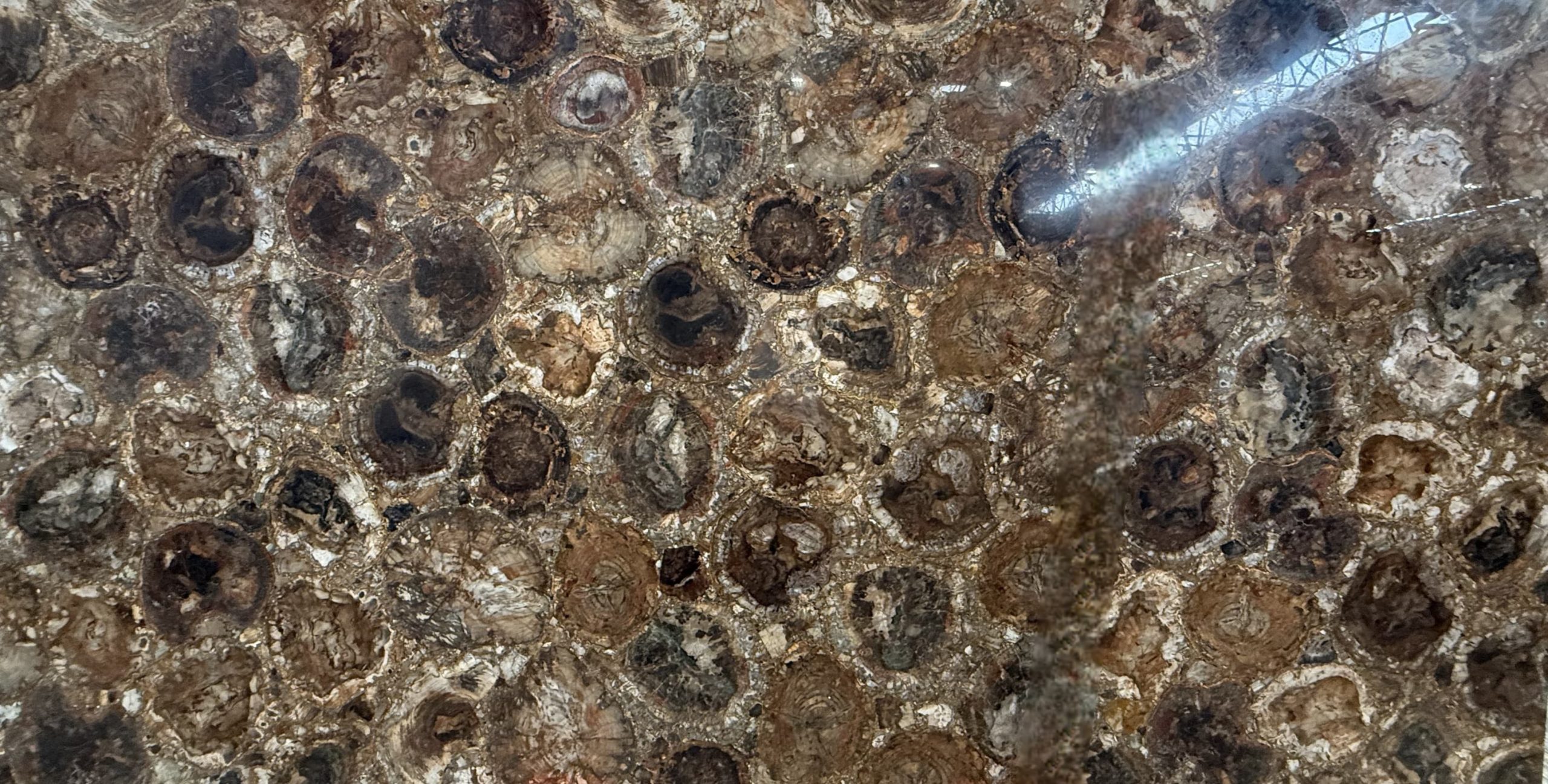 Petrified wood_00001