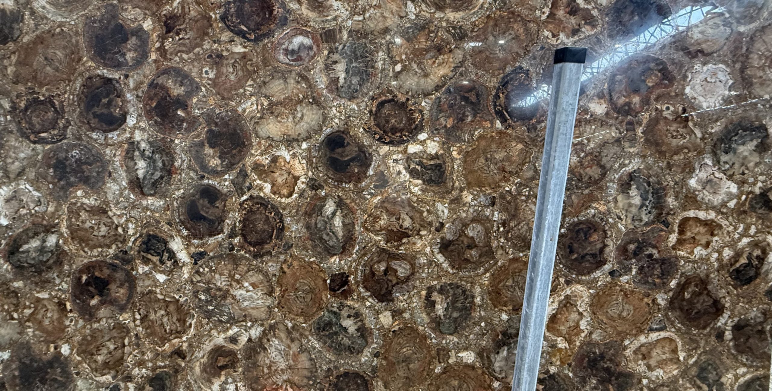 Petrified wood_00002